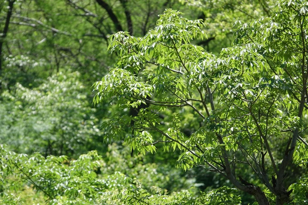 Sonoran Kapok Tree (Ceiba aesculifolia) — Spadefoot Nursery, Inc. Sonoran Kapok Tree (Ceiba aesculifolia) — Spadefoot Nursery, Inc.